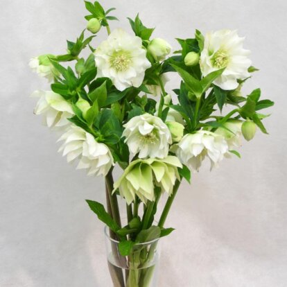 DOUBLE ELLEN® WHITE CUTFLOWER