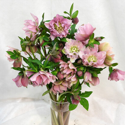 DOUBLE ELLEN® PINK CUTFLOWER