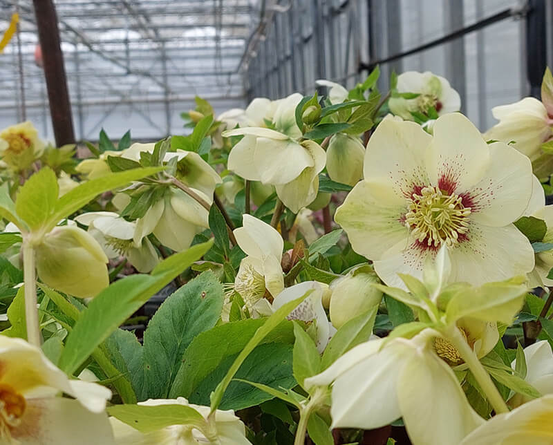 Morning Glory Nursery